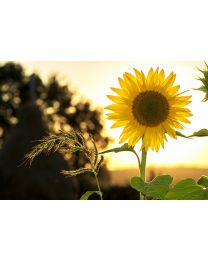 sunflower-sun-summer-yellow